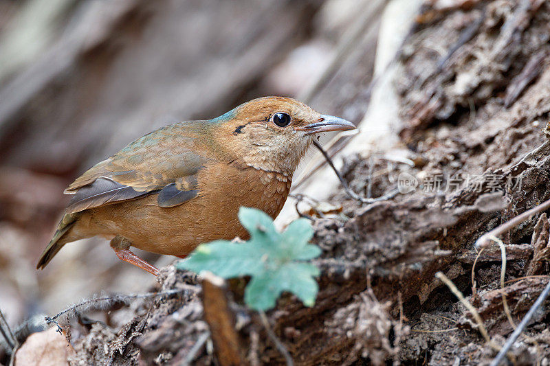 蓝枕皮塔鸟(nipalensis Hydrornis)